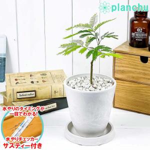 観葉植物 エバーフレッシュ 4号樹脂鉢 ホワイト サスティー付き 受け皿付き 育て方説明書付き Cojoba arborea var. angustifolia ネムノキ｜planchu