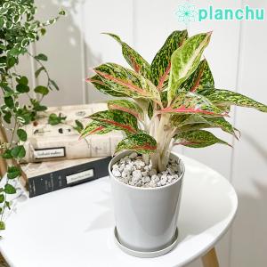 レオン 観葉植物 アグラオネマの商品一覧 通販 Yahoo ショッピング