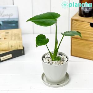 観葉植物 モンステラ 3.5号鉢 受け皿付き 育て方説明書付き Monstera｜planchu