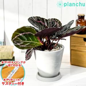 PLANCHU 観葉植物 カラテア ドッティ 5号樹脂鉢 ホワイト サスティー付き 受け皿付き 育て方説明書付き Calathea roseopi
