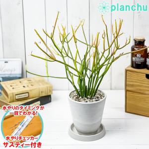 観葉植物 ユーフォルビア ファイヤースティック 4号樹脂鉢 ホワイト サスティー付き 受け皿付き 育て方説明書付き 多肉植物｜planchu