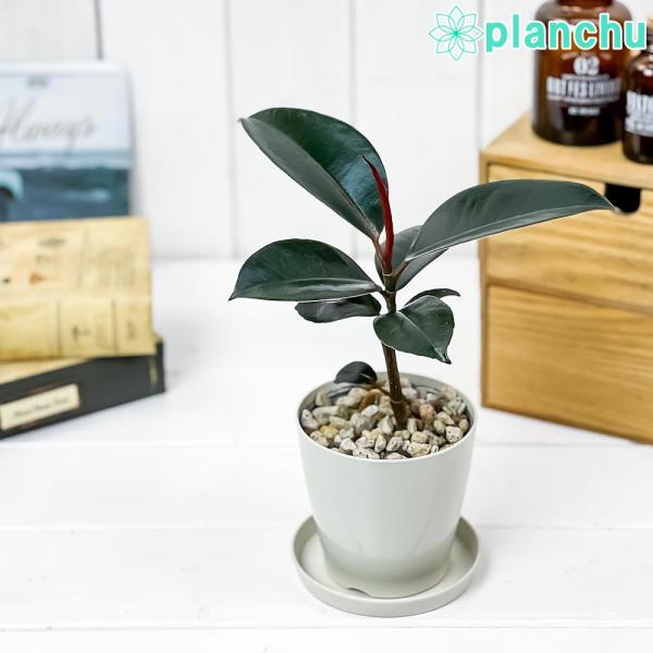 観葉植物 フィカス バーガンディ 3.5号鉢 受け皿付き 育て方説明書付き Ficus elasti...