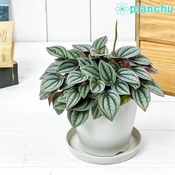 観葉植物 ペペロミア ナポリナイツ 3.5号鉢 受け皿付き 育て方説明書付き Peperomia c...