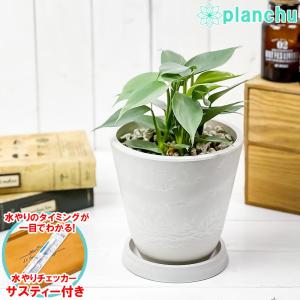 観葉植物 フィロデンドロン シルバーメタル 5号樹脂鉢 ホワイト サスティー付き 受け皿付き 育て方説明書付き Philodendron imbe ‘Silver Metal’ アロイド｜planchu