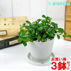 観葉植物 フィカス シャングリラ 3.5号鉢 3鉢セット 受け皿付き 育て方説明書付き Ficus vaccinioides つる性ガジュマル テリハイヌビワ バッキニオイデス｜planchu