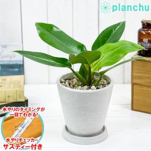 フィロデンドロン インペリアルグリーン 観葉植物 の商品一覧 花 ガーデニング 通販 Yahoo ショッピング