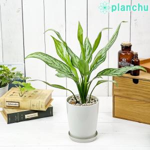 アグラオネマ シルバークイーン 観葉植物 の商品一覧 花 ガーデニング 通販 Yahoo ショッピング