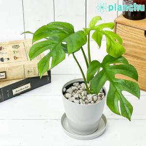 PLANCHU 観葉植物 ヒメモンステラ 3.5...の商品画像
