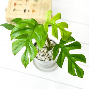PLANCHU 観葉植物 ヒメモンステラ 3....の詳細画像1