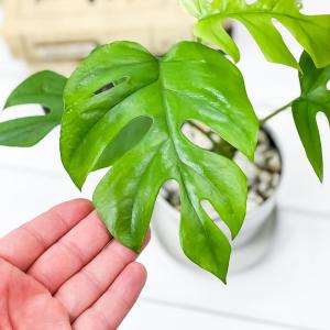 PLANCHU 観葉植物 ヒメモンステラ 3....の詳細画像2