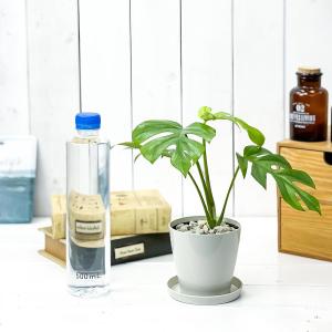 PLANCHU 観葉植物 ヒメモンステラ 3....の詳細画像3