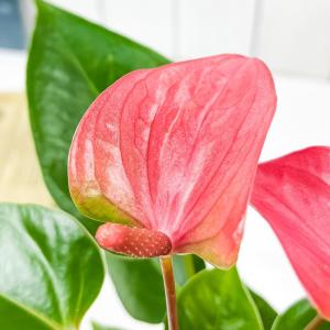 PLANCHU 観葉植物 アンスリウム ピンク...の詳細画像1
