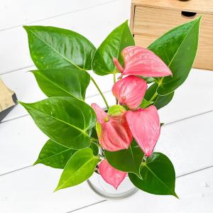 PLANCHU 観葉植物 アンスリウム ピンク...の詳細画像2