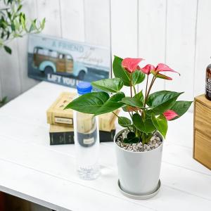 PLANCHU 観葉植物 アンスリウム ピンク...の詳細画像3