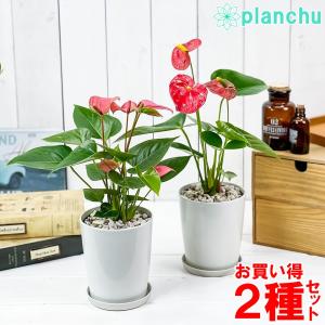 観葉植物 アンスリウム レッド ＆ ピンク 4号鉢 2鉢セット 受け皿付き 育て方説明書付き Anthurium andraeanum アンスリューム 鉢花