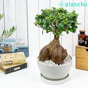 観葉植物 ガジュマル 太幹大株 8号平鉢 受け皿付き 育て方説明書付き Ficus microcarpa フィカス ミクロカルパ 精霊の宿る木