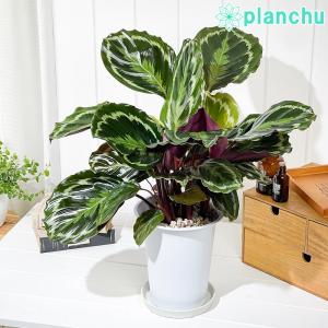 観葉植物 カラテア メダリオン 6号鉢 受け皿付き 育て方説明書付き Calathea ‘Medallion’｜planchu