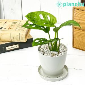 PLANCHU 観葉植物 マドカズラ モンステラ...の商品画像