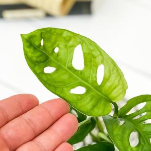PLANCHU 観葉植物 マドカズラ モンステ...の詳細画像2