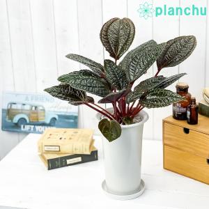 PLANCHU 観葉植物 モノレナ プリムリフロラ 5号ロング鉢 受け皿付き 育て方説明書付き Monolena primuliflora アリ植