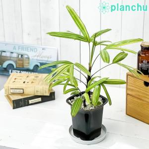 斑入り観音竹 観葉植物 の商品一覧 花 ガーデニング 通販 Yahoo ショッピング