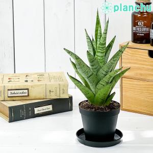 観葉植物 サンセベリア ハイブリッド 3号鉢 受け皿付き 育て方説明書付き Sansevieria cv. サンスベリア｜planchu