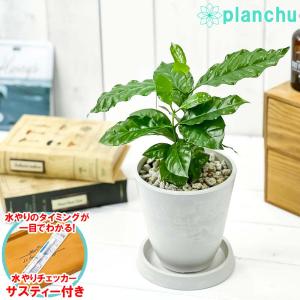 観葉植物 コーヒーノキ アラビカ 4号樹脂鉢 ホワイト サスティー付き 受け皿付き 育て方説明書付き Coffea arabica コーヒーの木 珈琲の木 アラビカコーヒー