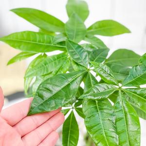 観葉植物 パキラ ねじり 5号樹脂鉢 カーヴホ...の詳細画像2