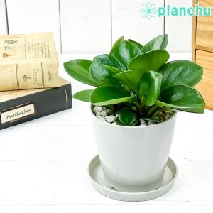 観葉植物 ペペロミア オブツシフォリア 3.5号鉢 受け皿付き 育て方説明書付き Peperomia obtusifolia アオペペ