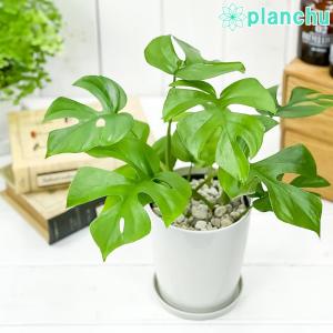 PLANCHU 観葉植物 ヒメモンステラ 4号鉢 受け皿付き 育て方説明書付き Rhaphidophora tetrasperma ラフィドフォラ