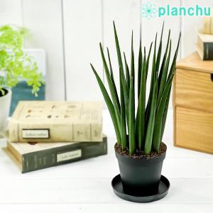 観葉植物 サンセベリア カタナ ミカドタイプ 3号鉢 受け皿付き 育て方説明書付き Sansevieria ‘Katana’ サンスベリア｜planchu