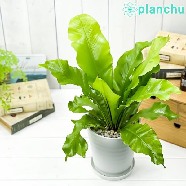 観葉植物 アスプレニウム アビス 5号鉢 受け皿付き 育て方説明書付き Asplenium nidu...