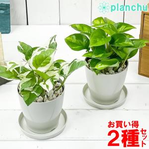 観葉植物 ポトス エンジョイ ＆ グローバルグリーン 2種セット 3.5号鉢 受け皿付き 育て方説明書付き エピプレムヌム