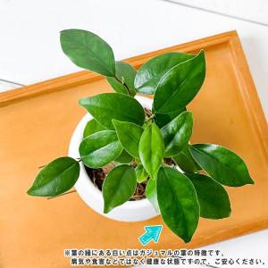 観葉植物 ガジュマル 3号丸鉢 受け皿付き 育...の詳細画像1