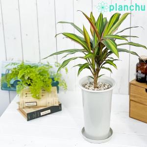 棍棒 花 ガーデニング の商品一覧 通販 Yahoo ショッピング