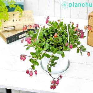 多肉植物 カランコエ エンゼルランプ 5号吊り鉢 受け皿付き 育て方説明書付き Kalanchoe uniflora cv. 観葉植物｜planchu