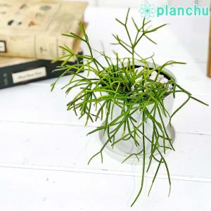 リプサリス 花 観葉植物 の商品一覧 花 ガーデニング 通販 Yahoo ショッピング