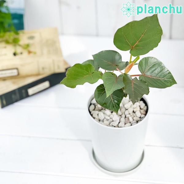 観葉植物 フィカス ペティオラリス 4号鉢 受け皿付き 育て方説明書付き Ficus petiola...