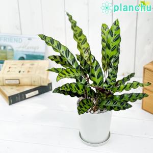 観葉植物 カラテア ランキフォリア 4号鉢 受け皿付き 育て方説明書付き Calathea lancifolia インシグニス ランシフォリア