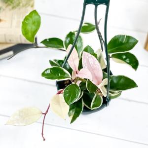 PLANCHU 観葉植物 ホヤ カルノーサ リ...の詳細画像1