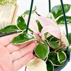 PLANCHU 観葉植物 ホヤ カルノーサ リ...の詳細画像2