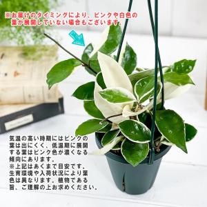 PLANCHU 観葉植物 ホヤ カルノーサ リ...の詳細画像3