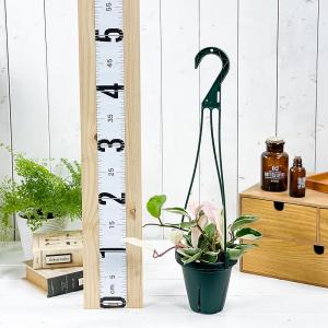 PLANCHU 観葉植物 ホヤ カルノーサ リ...の詳細画像4