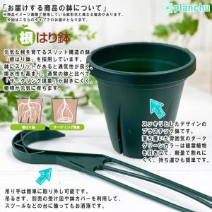PLANCHU 観葉植物 ホヤ カルノーサ リ...の詳細画像5