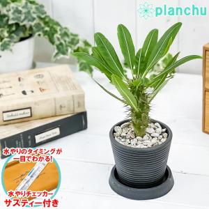 観葉植物 パキポディウム ラモスム 3号樹脂鉢 ダークグレー サスティー付き 受け皿付き 育て方説明書付き Pachypodium lamerei var. ramosum コーデックス｜planchu