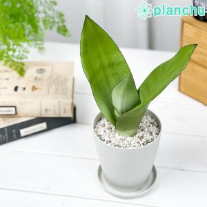 PLANCHU 観葉植物 サンセベリア ムーンシ...の商品画像
