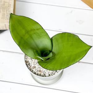 PLANCHU 観葉植物 サンセベリア ムーン...の詳細画像1