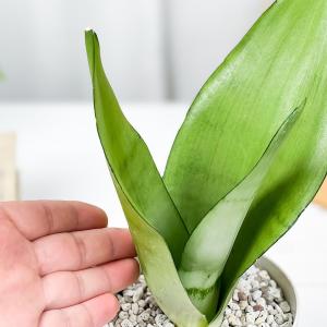 PLANCHU 観葉植物 サンセベリア ムーン...の詳細画像2