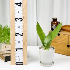 PLANCHU 観葉植物 サンセベリア ムーン...の詳細画像3