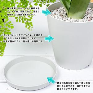 PLANCHU 観葉植物 サンセベリア ムーン...の詳細画像5
